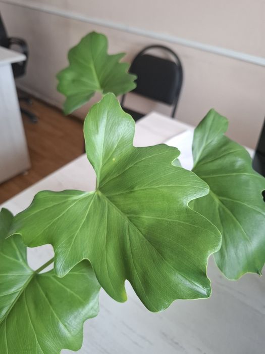 Продам домашний цветок Филодендрон Селло