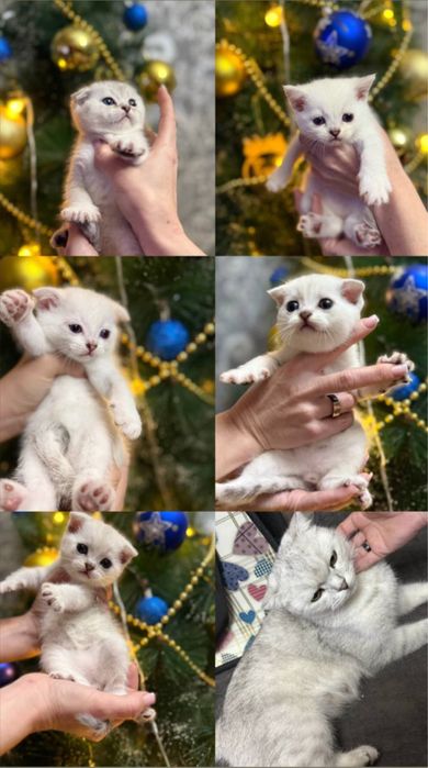 готовятся к продаже(котята серебристой шиншиллы)