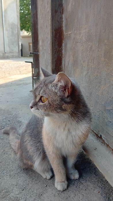 Mushuk sotilad shu
