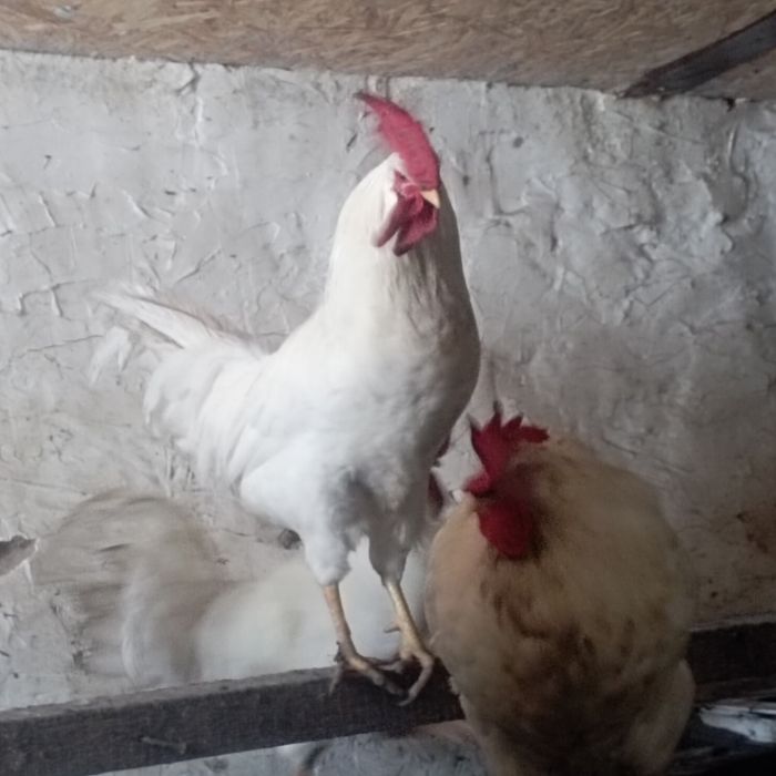 Петухи "Леггорн"