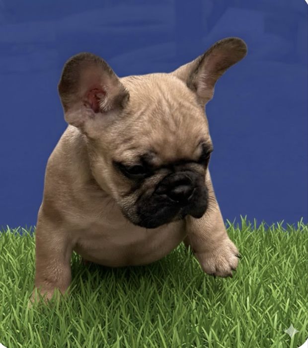 Шикарная девочка французкого бульдого