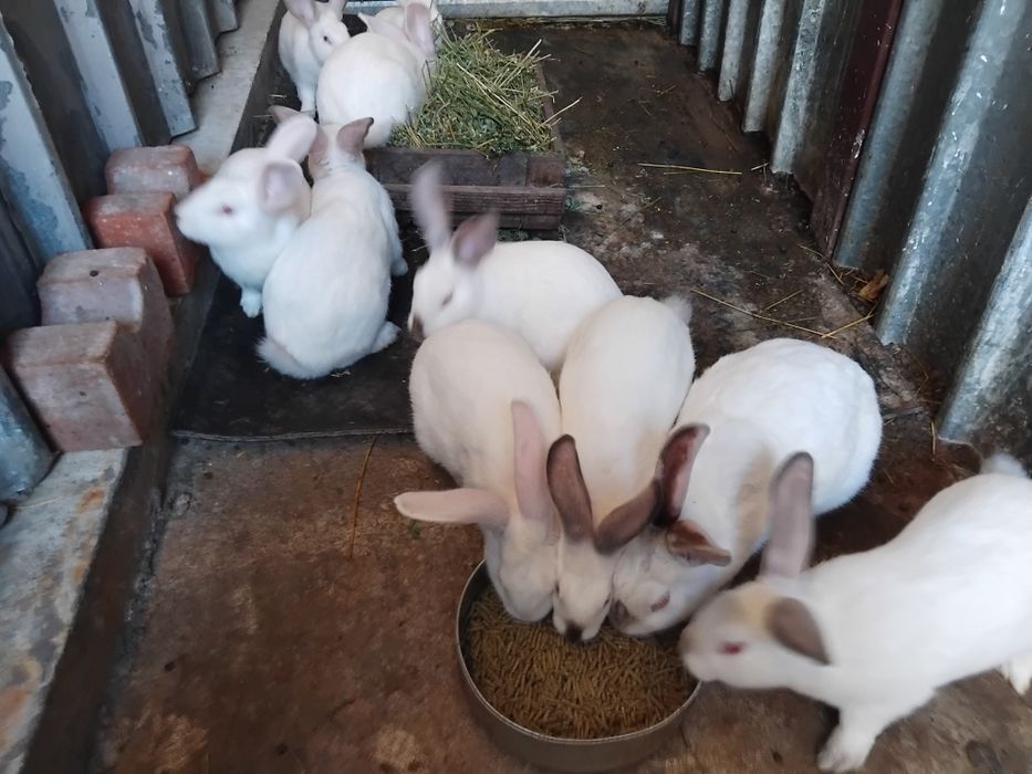 Зайци за разплод и клане