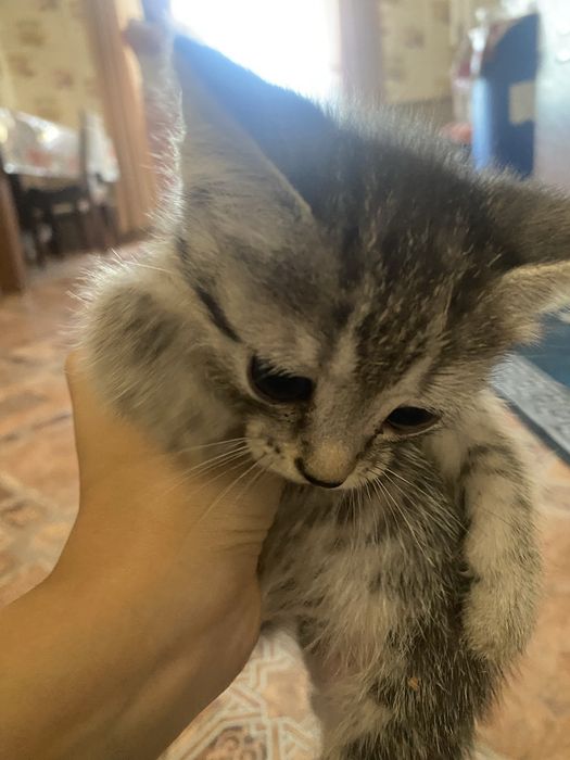 котята домашние