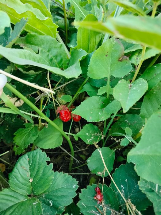 Продам дачу в районе автоцона