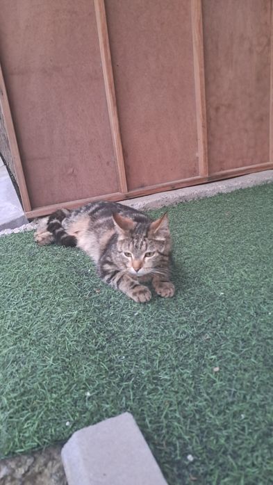 Отдам кошку с котятами.