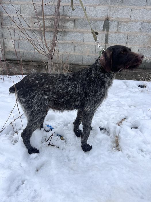 Продам Дратхаара