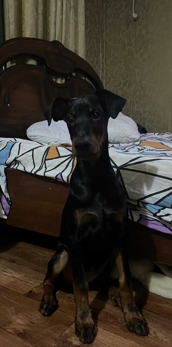 Продам собачку породы доберман