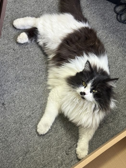 Сибирско-Норвежская кошка.