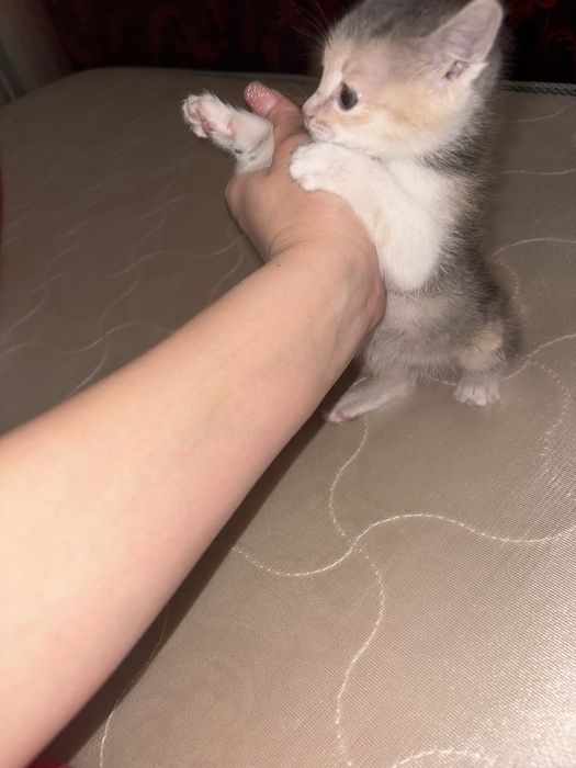 Котенок совсем крошка