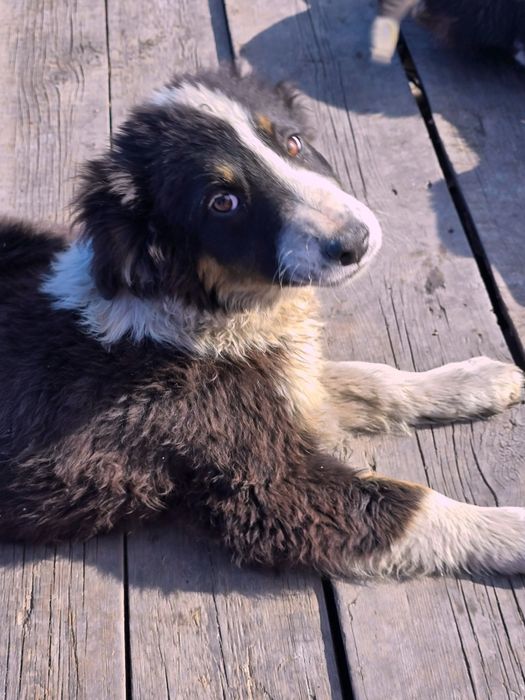 Собака щенок в добрые руки (4 месяца, девочка)