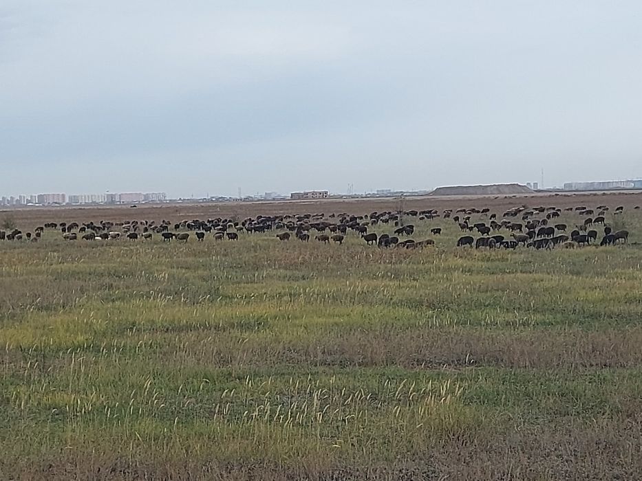 Астана илинка, семіз қойлар