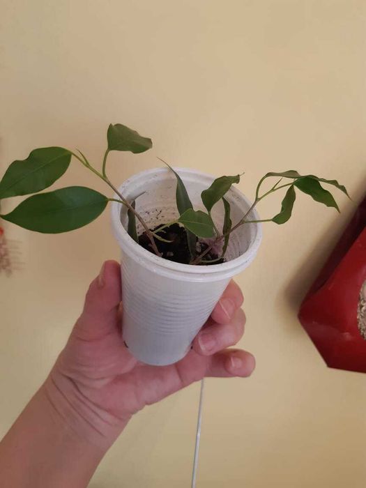 Фикус Бенджамина. Гибискус