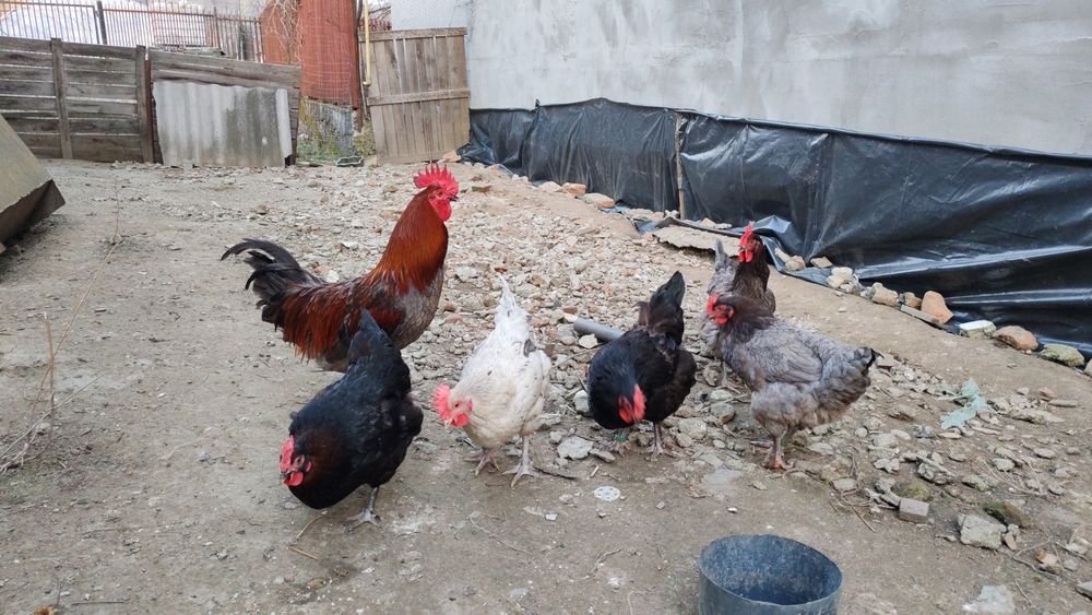 Ouă pt incubat Marans