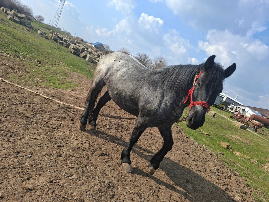 Vand manza, 3 ani si 8 luni!