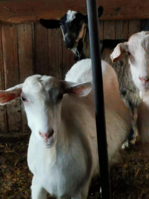 8 млади Кози Бяла слатина