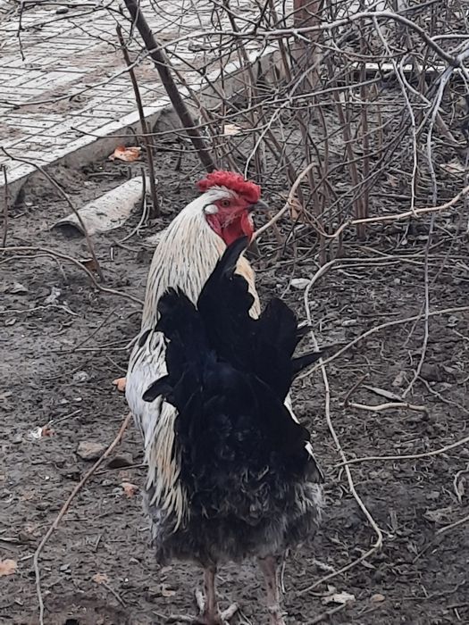 Петухи, атеш сатылады