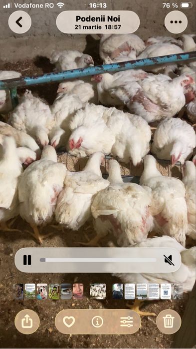 Vând pui de carne 25lei/kg (tăiat )