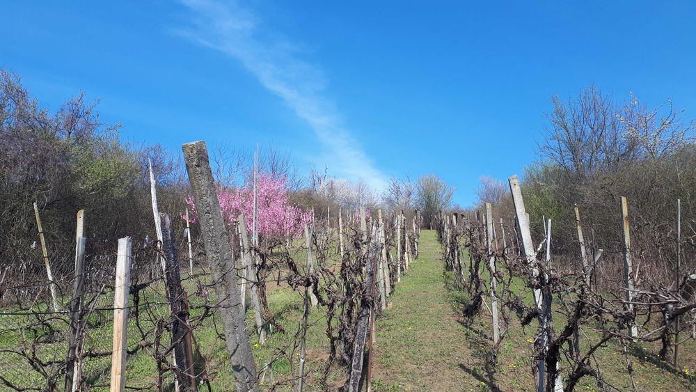 Teren cu vita de vie comuna Cristian judetul Sibiu