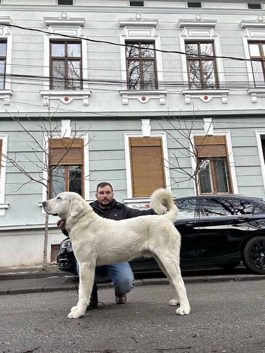 Ciobanesc de Asia Centrala