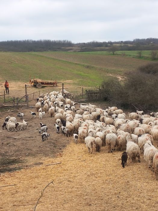 Vând oi cu miei după ele