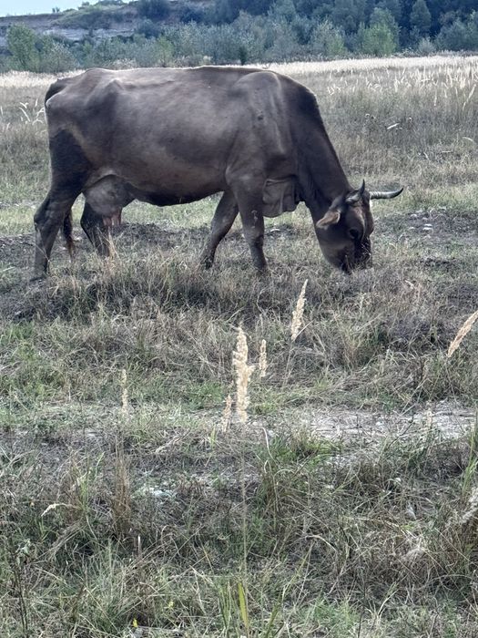De vanzare doua vaci cu vitei