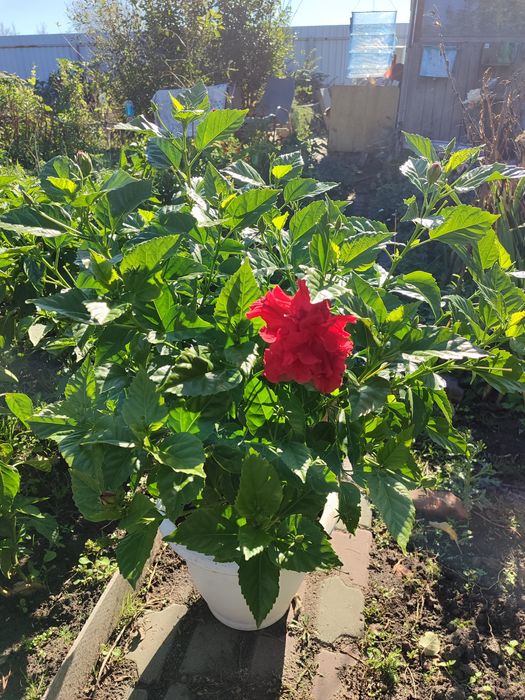 Продам комнатную розу
