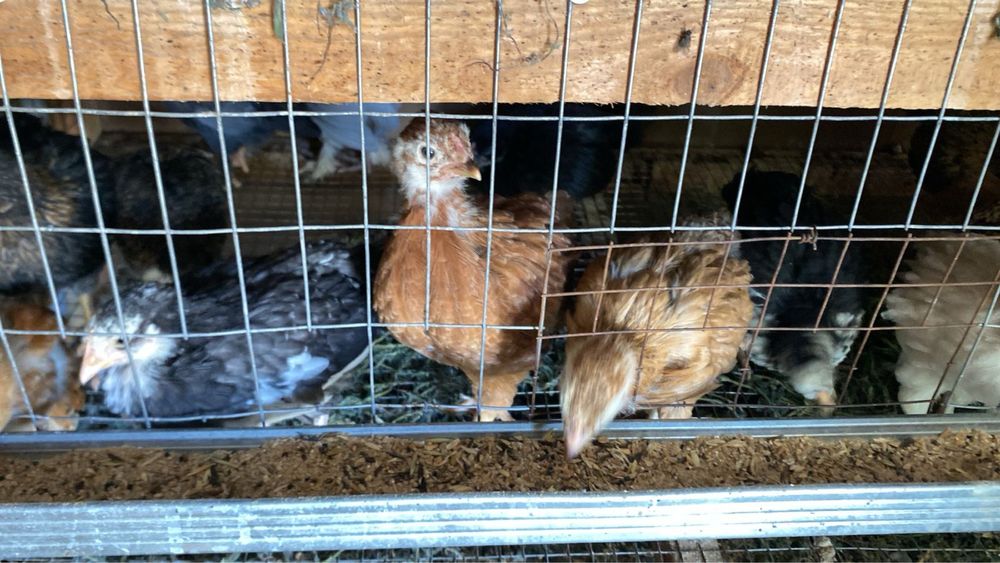 казакы балапандар