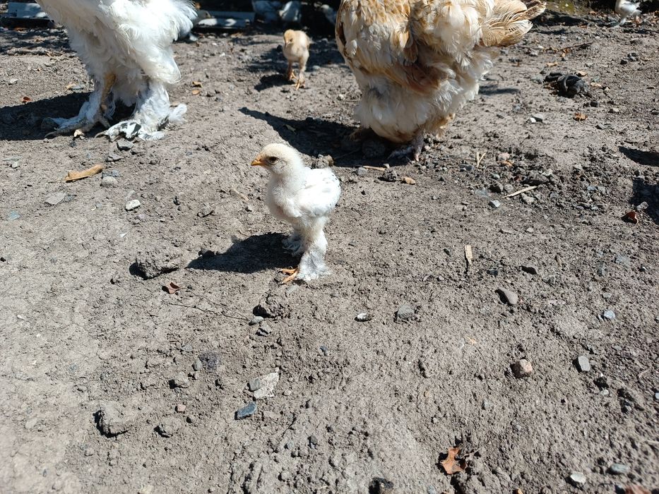 Брама балапандар