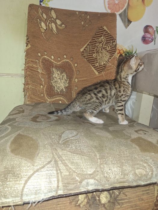 Помесь бенгальских котят