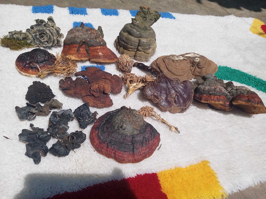 Set 3 ciuperci medicinale-efect citostatic natural