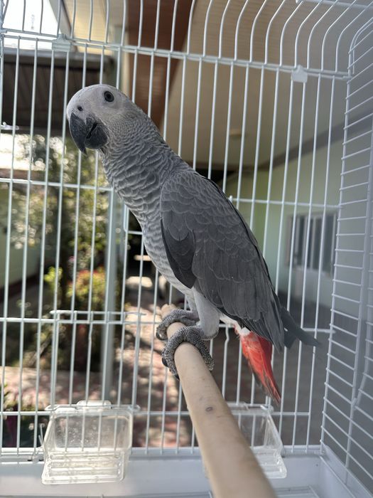 Продам попугая жако 580к