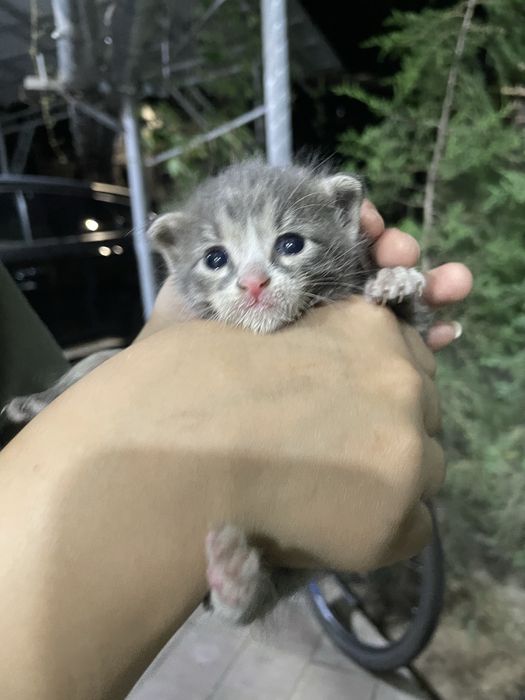 отдам котенка, в добрые руки