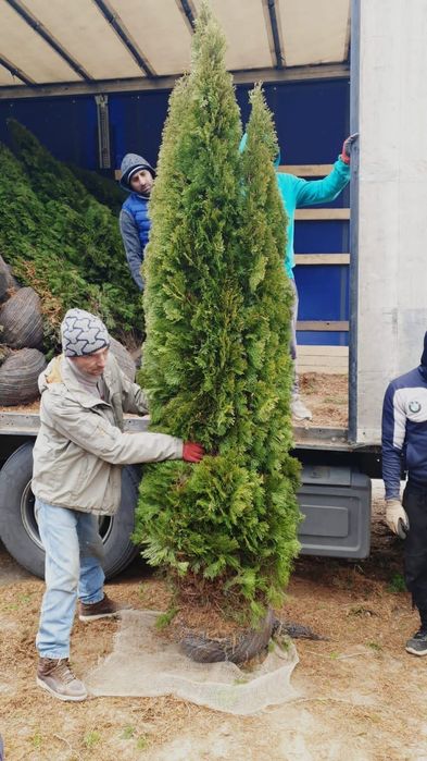 Vindem tuia smaragd de calitate extra