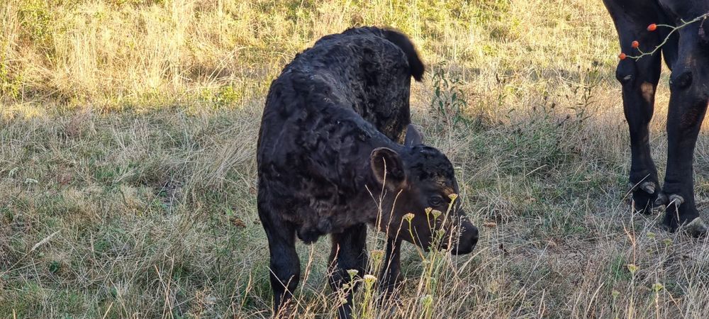 Vand vaca meris de angus