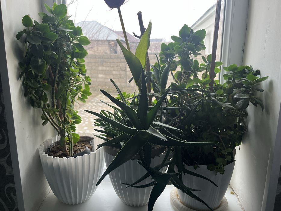 Цветы Гүлдер сатылады Шымкент