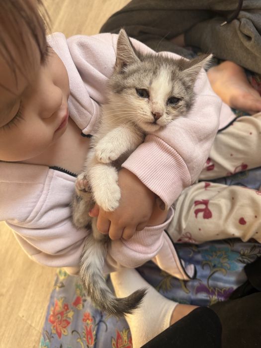 Отдам котенка в хорошие добрые руки! В лоток ходит самостоятельно
