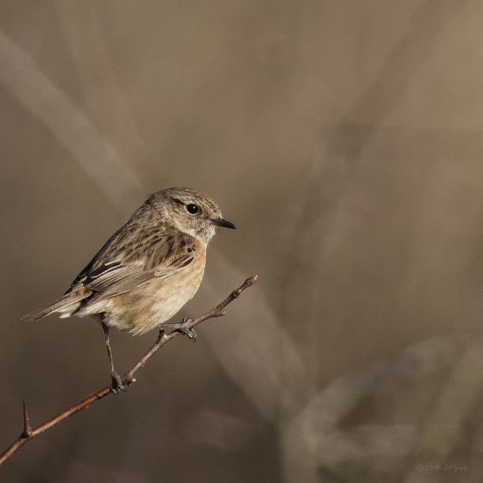 Panasonic Lumix FZ82 – superzoom 60× (20–1200mm), ideal pentru natură