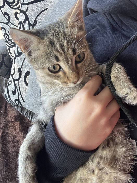 Котенок.