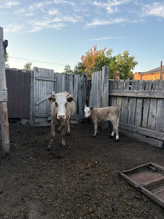 Крупно рогатый скот