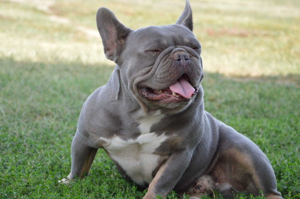 Френски булдог син уникат