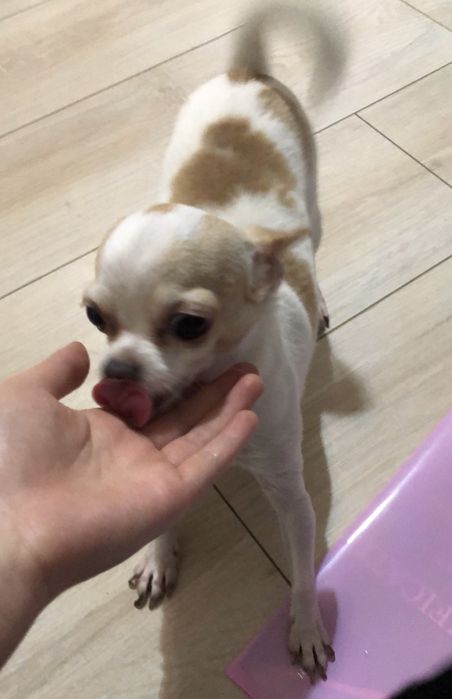 Мини чихуахуа, девочка 4 года