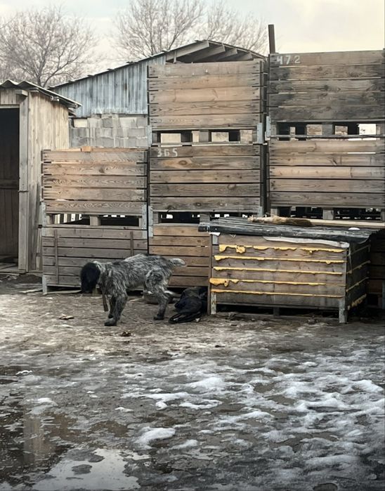 Дратхар продается 10 месец кобель