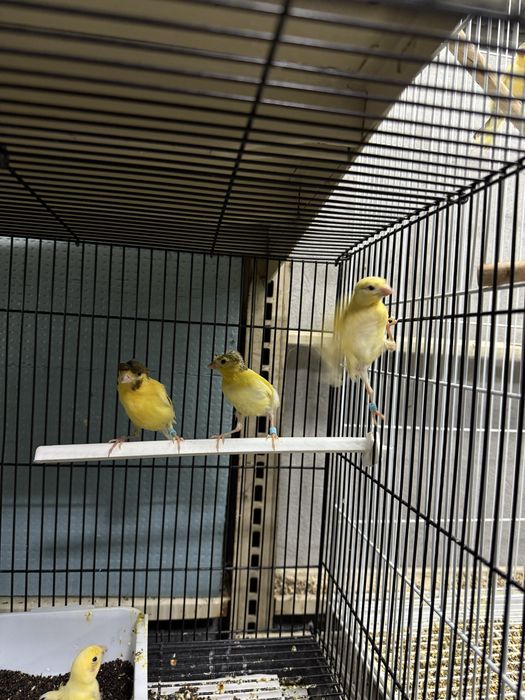 Kanareyka 1 oyli jojalari donaga 120000 sumdan