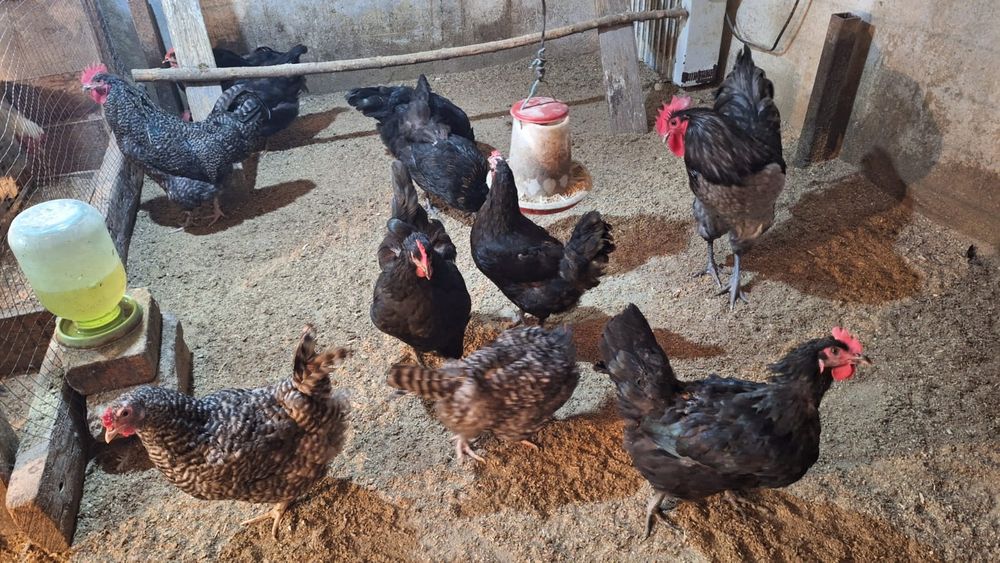 Продается домашние куры