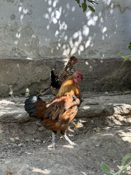 Японский петух продается