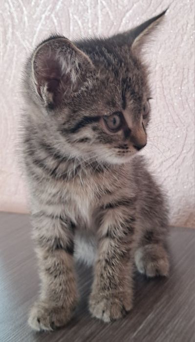 Отдам котят в добрые руки.