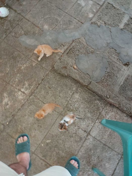 Подарявам 3 малки котенца на 6 седмици.Много са дружелюбни и игриви.Майка им беше убита и са отгледани с биберон, затова са много галени.
