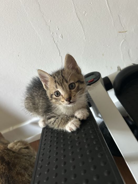 Отдадим котят в добрые руки