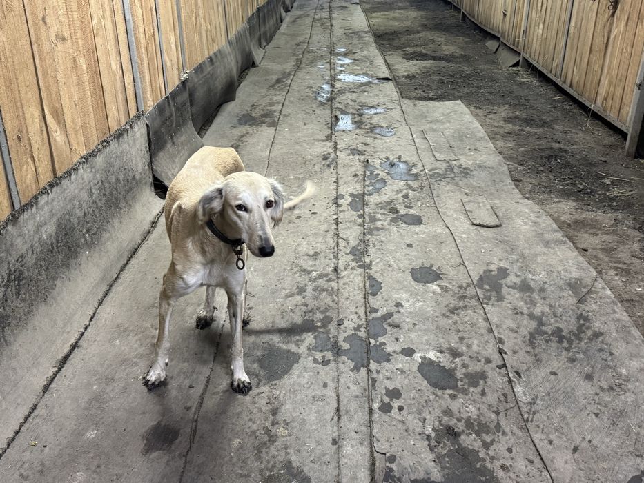 ТАЗЫ (четыре мясяца)