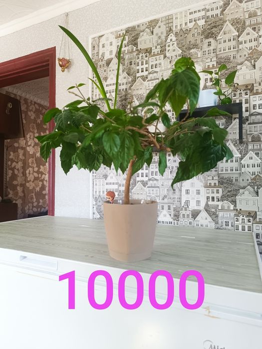 Не дорого продам цветы